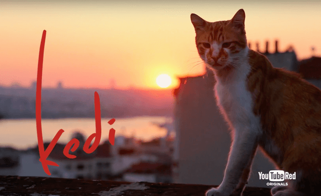 kedi belgesel